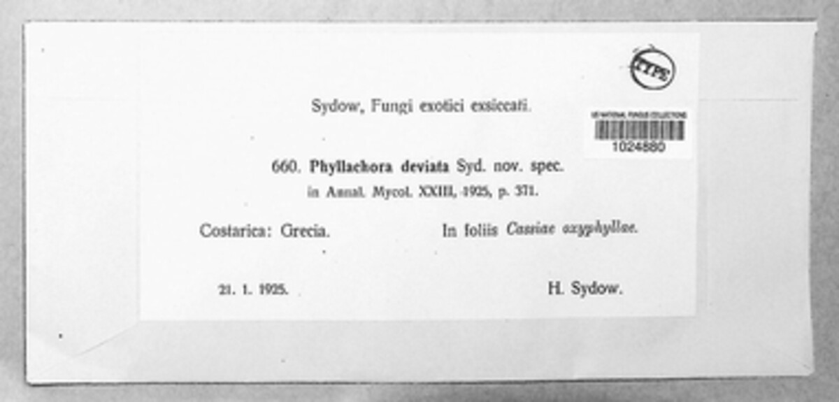 Phyllachora deviata image